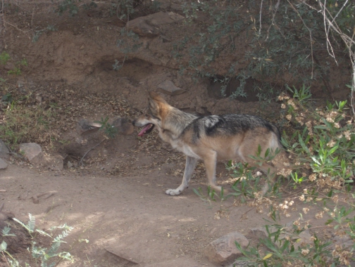 Mexican wolf